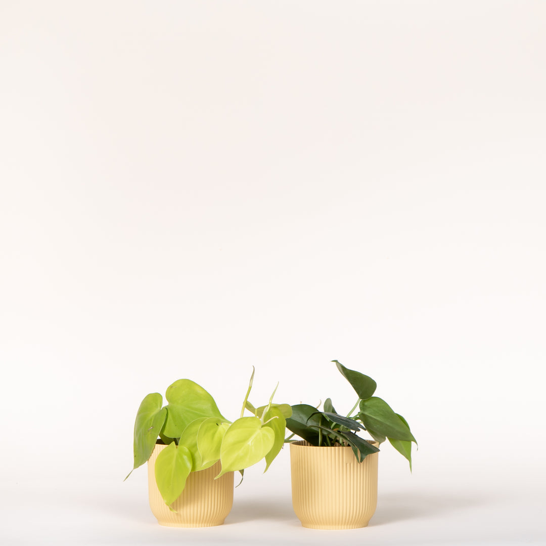 Philodendron Duo