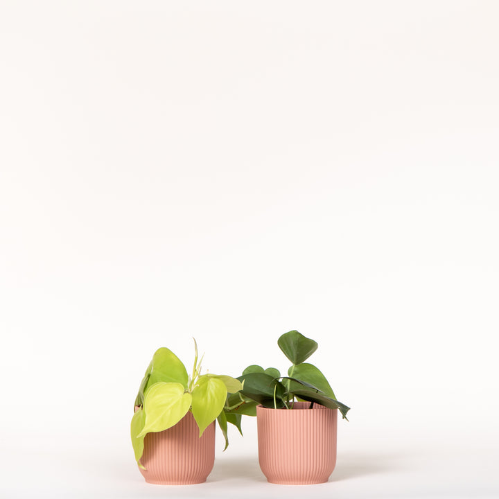 Philodendron Duo