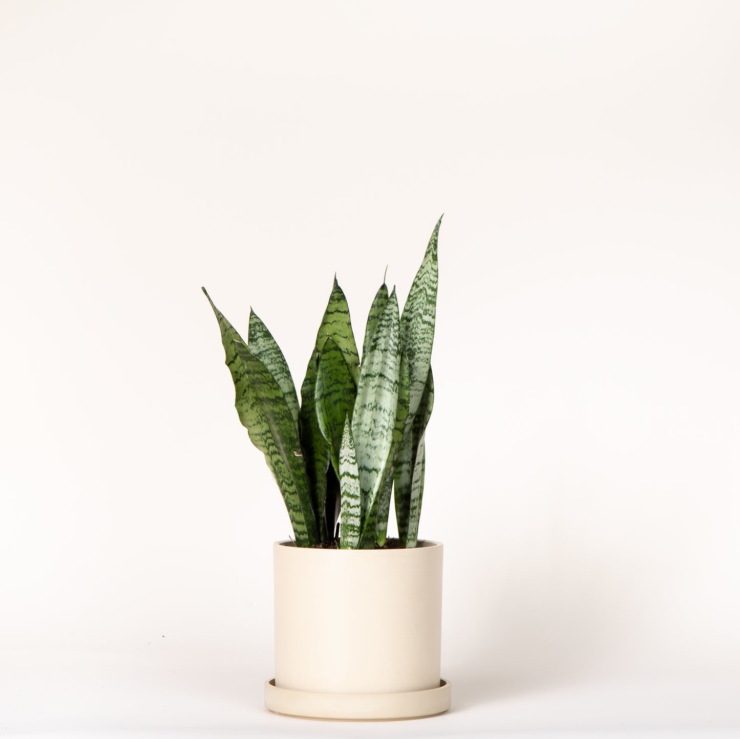 Snake Plant