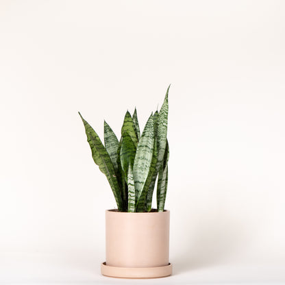 Snake Plant