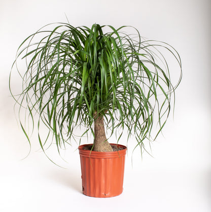 Ponytail Palm