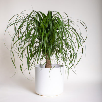 Ponytail Palm