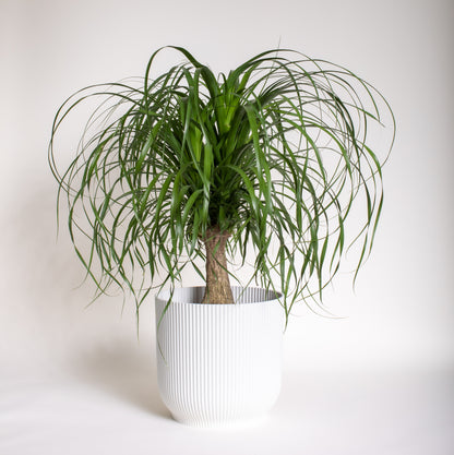 Ponytail Palm