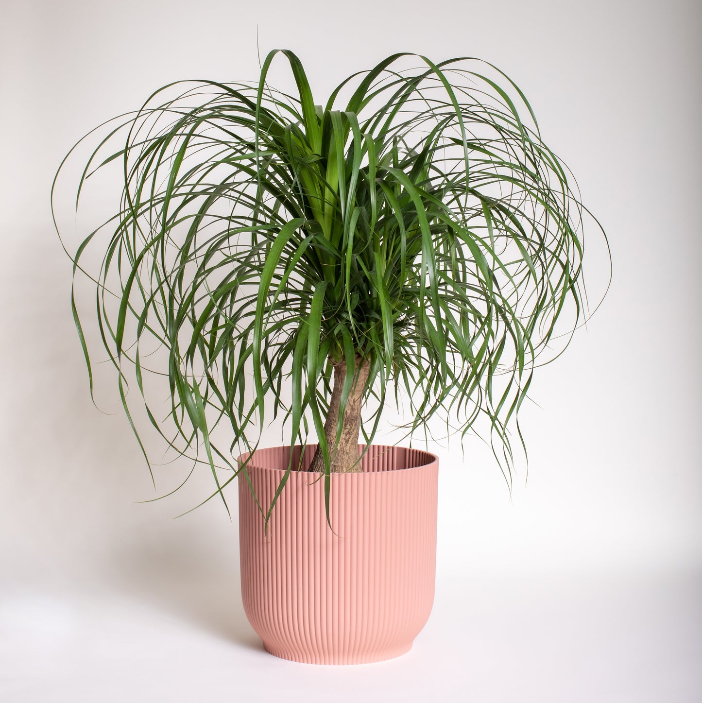 Ponytail Palm