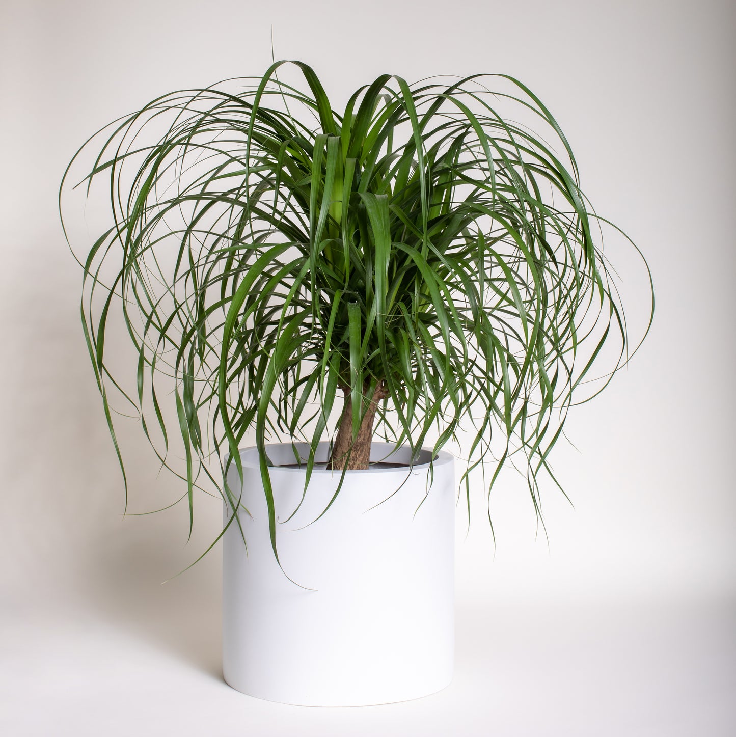 Ponytail Palm