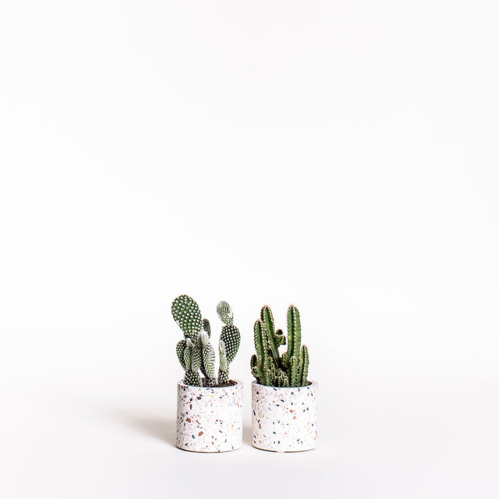 Cactus Duo