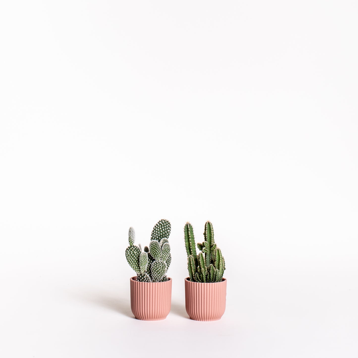 Cactus Duo