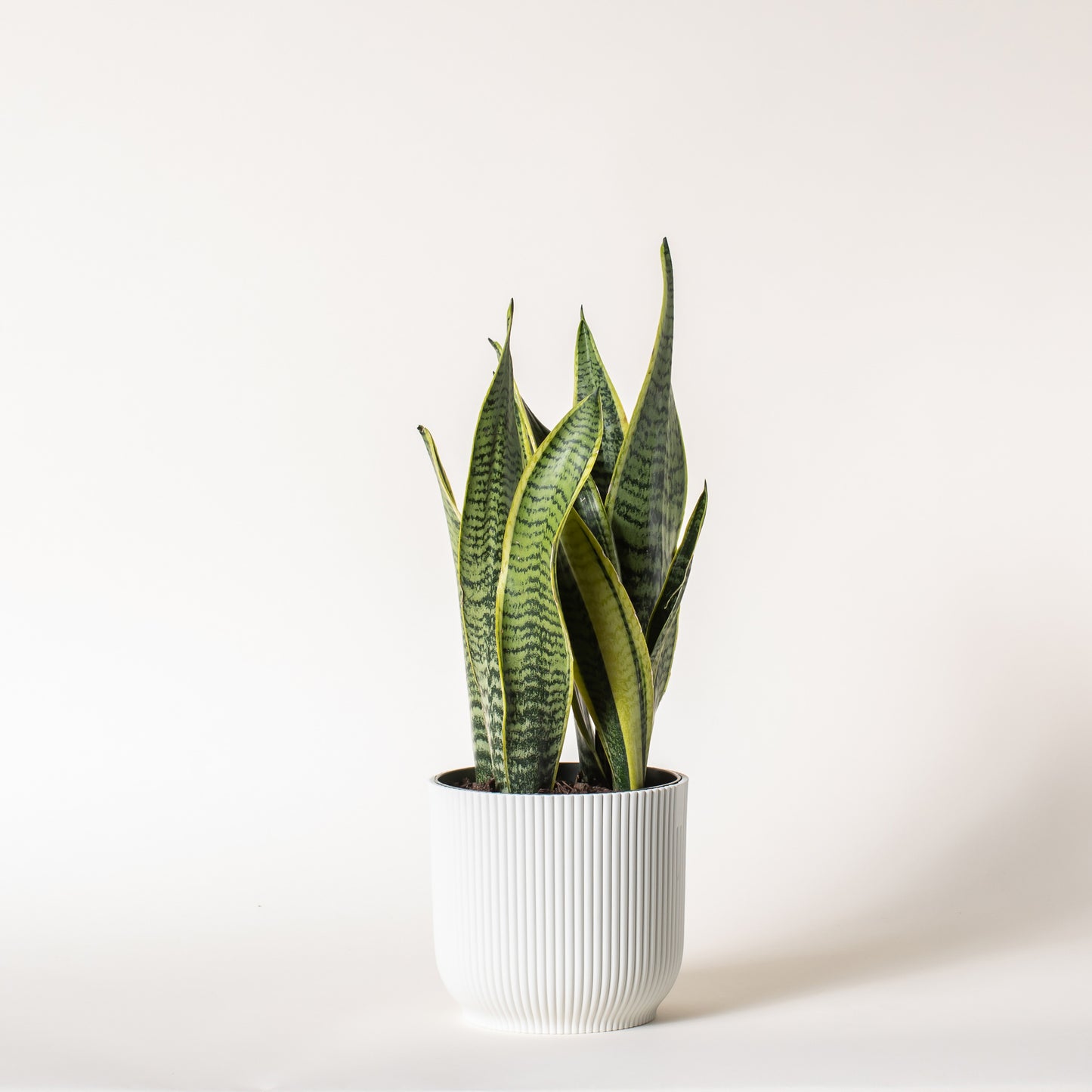 Snake Plant