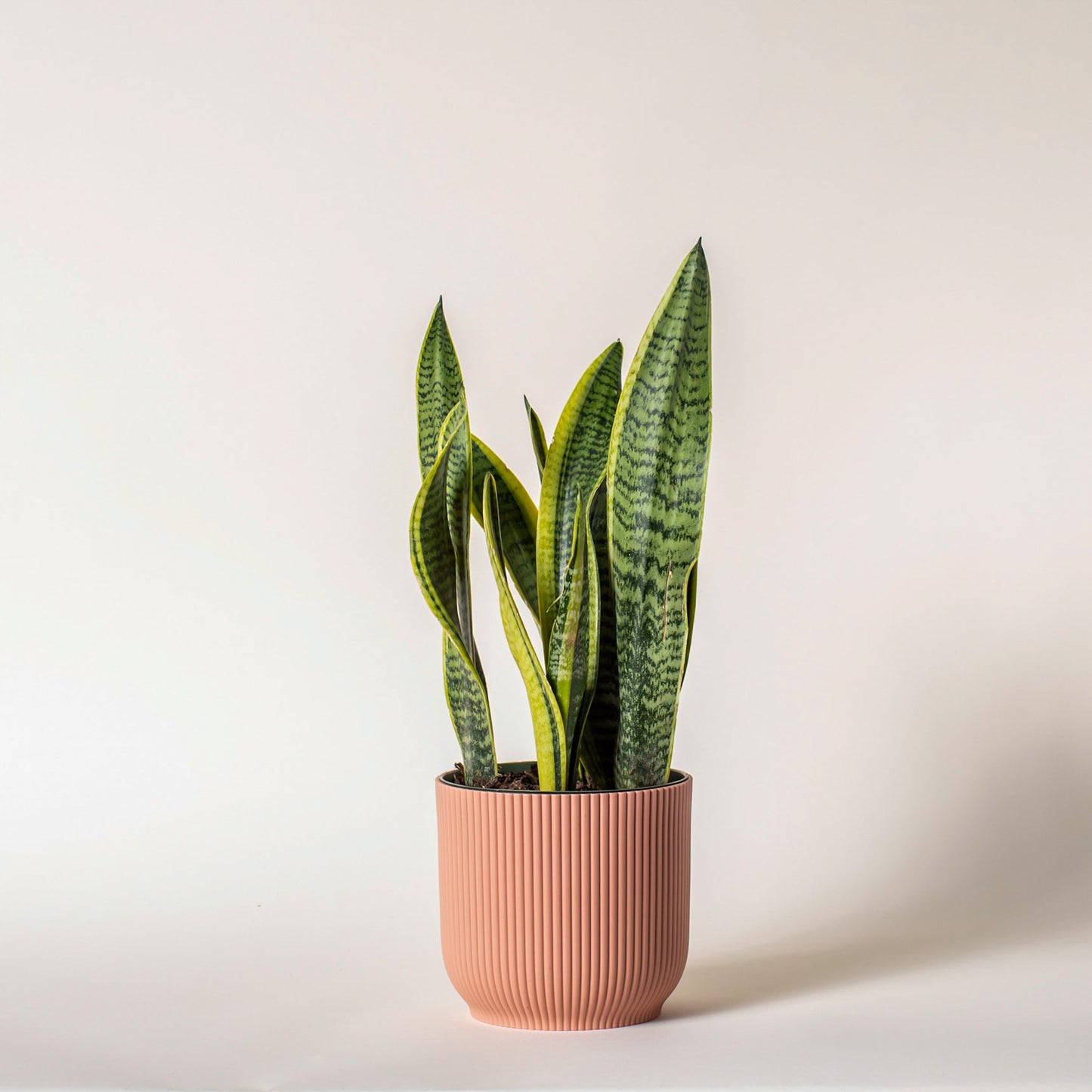 Snake Plant