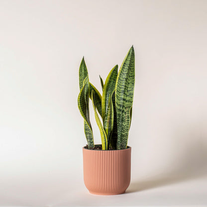 Snake Plant