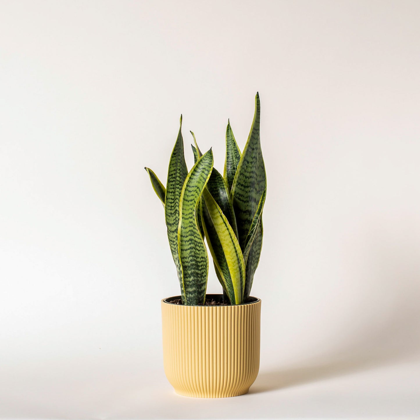 Snake Plant