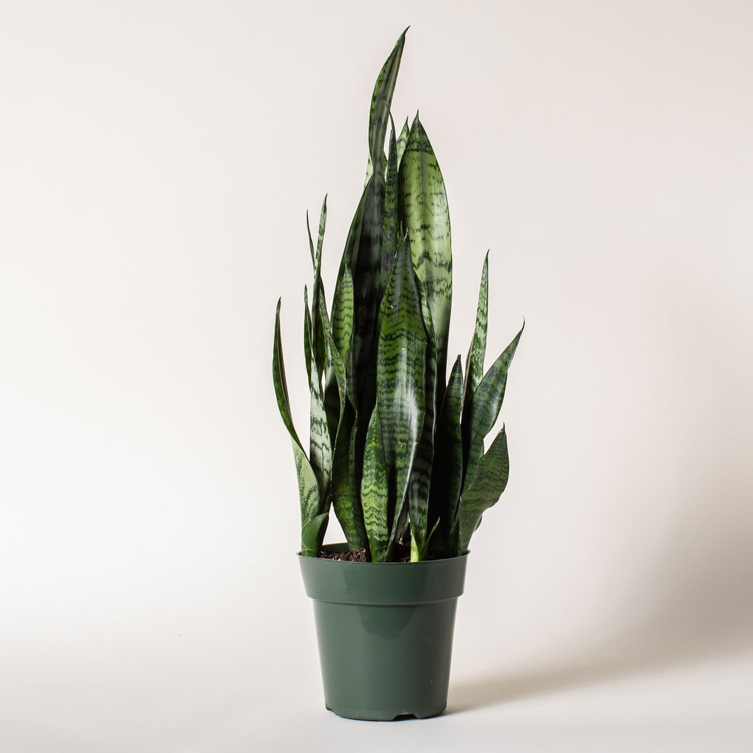 Snake Plant in Grow Pot