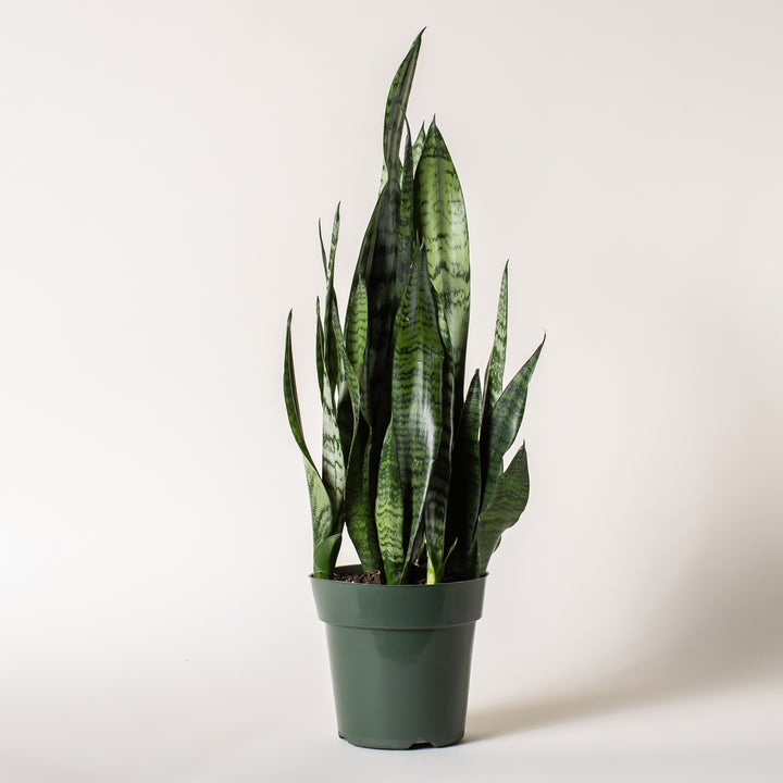 Snake Plant in Grow Pot