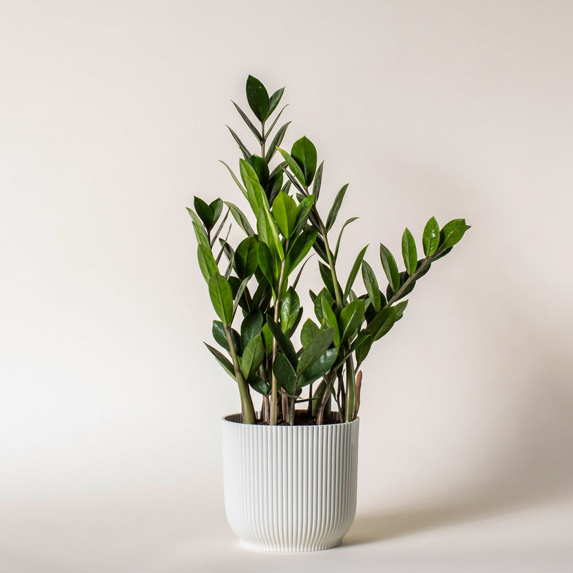 Foli - Online Plant Shop. Potted houseplants delivering Canada-wide.