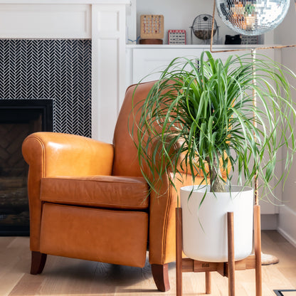 Ponytail Palm