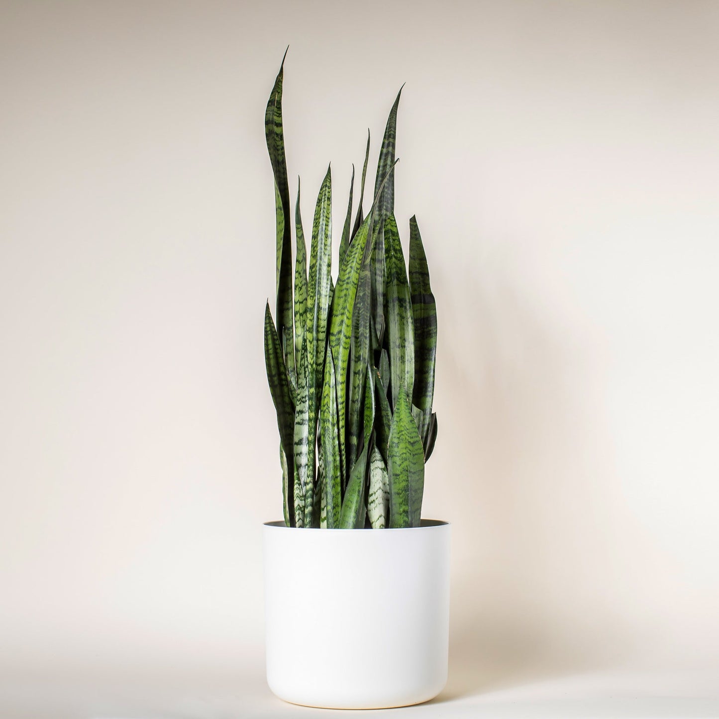 Snake Plant