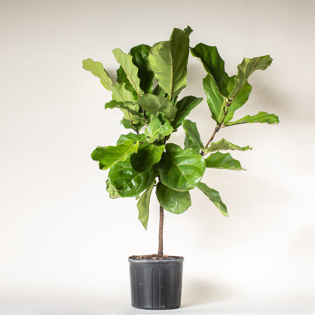Fiddle Leaf Fig in Growers Pot