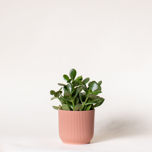 Jades