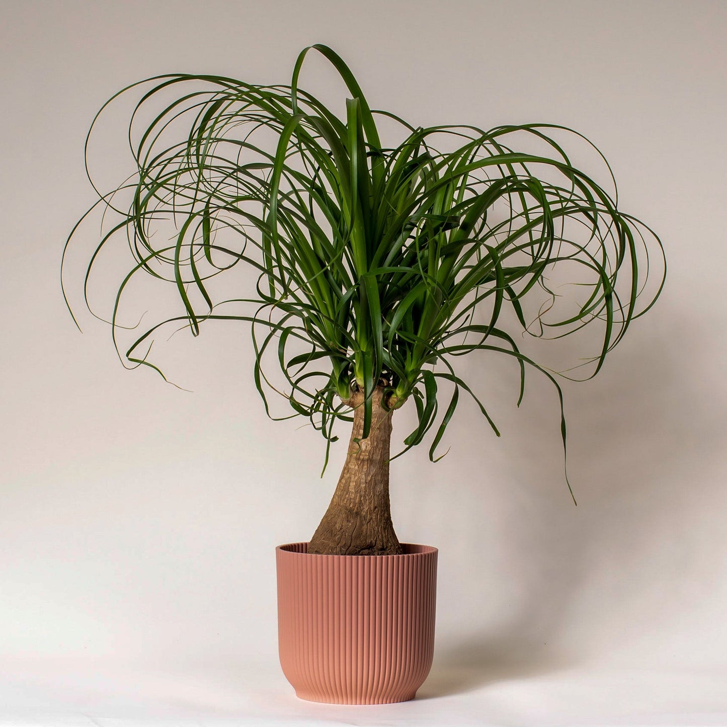 Ponytail Palm