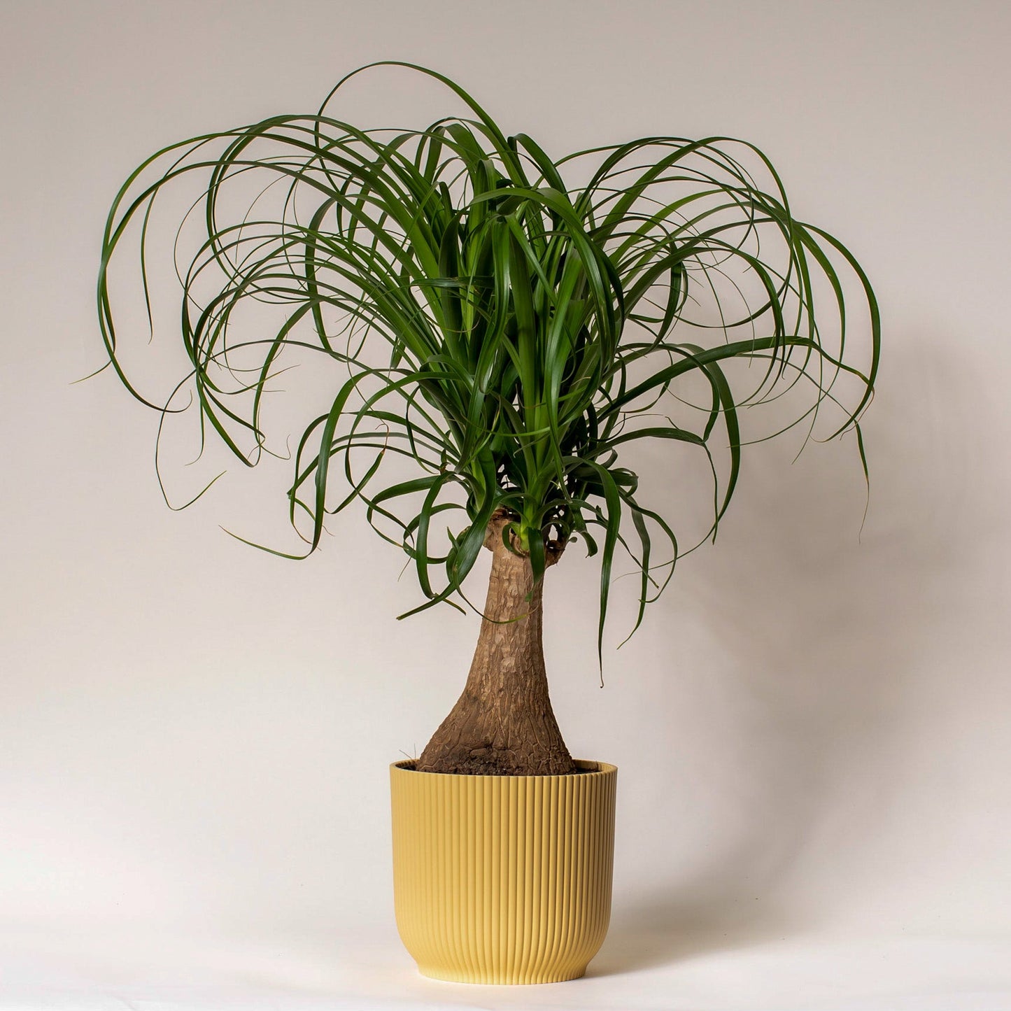 Ponytail Palm