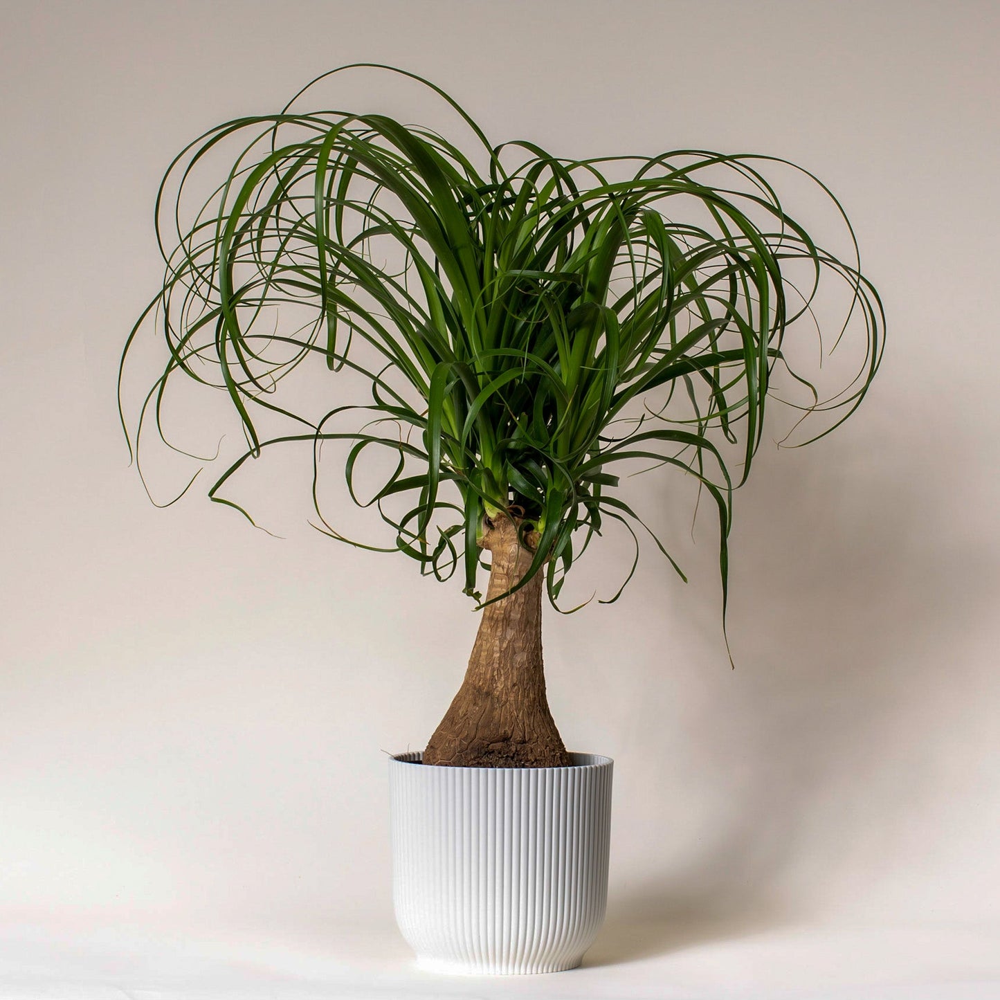 Ponytail Palm