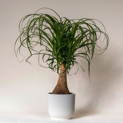 Ponytail Palm