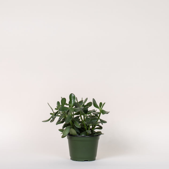 Jade in Growers Pot