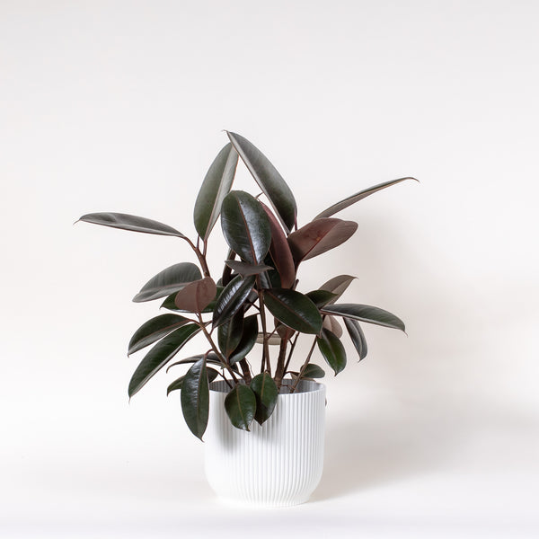 Rubber Trees