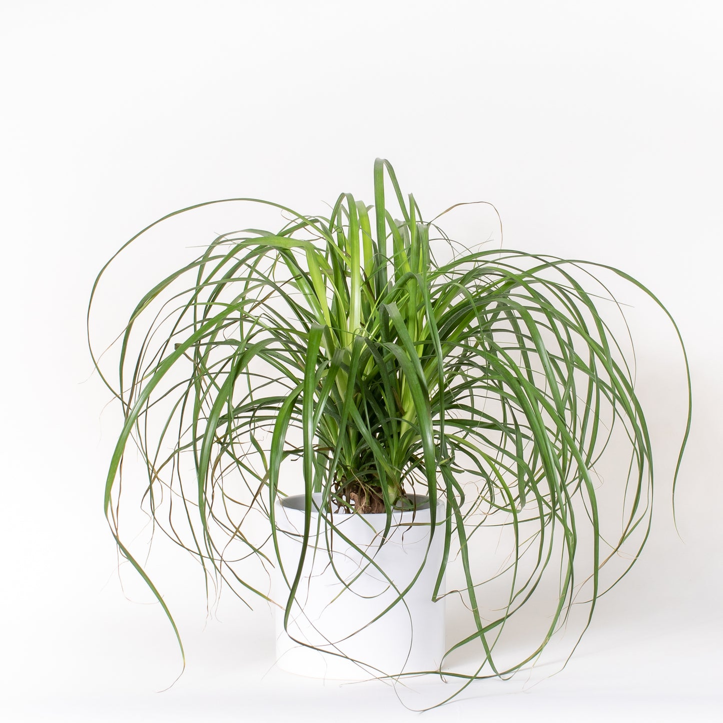 Ponytail Palm