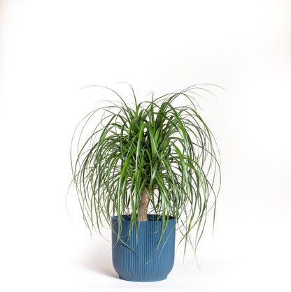 Ponytail Palm