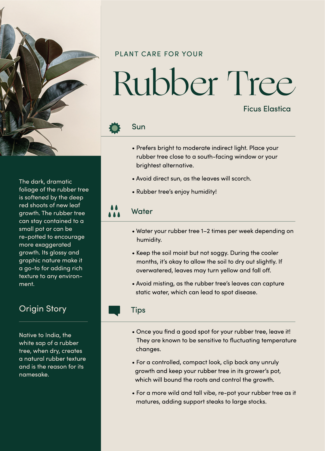 Rubber Tree in Grow Pot