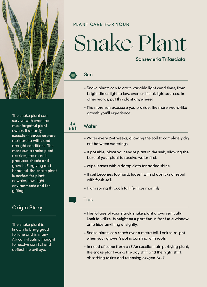 Large Snake Plant