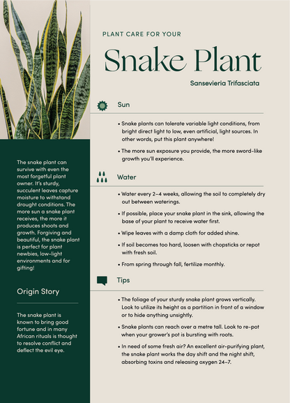 Snake Plant