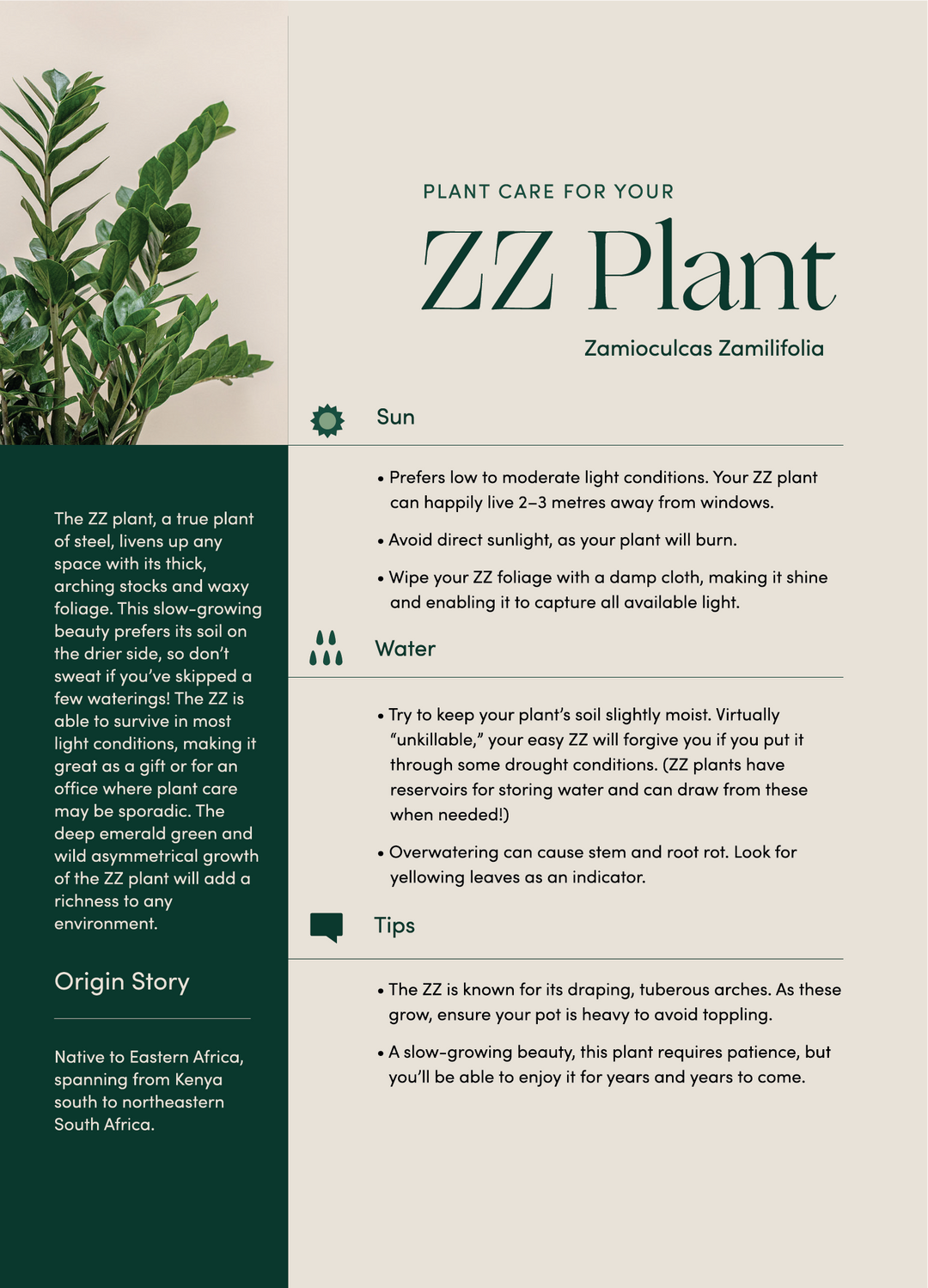 Large ZZ Plant