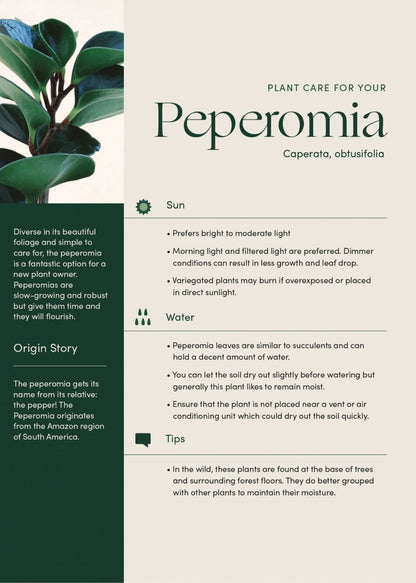 Peperomia Obtusifolia