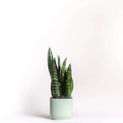 Snake Plant