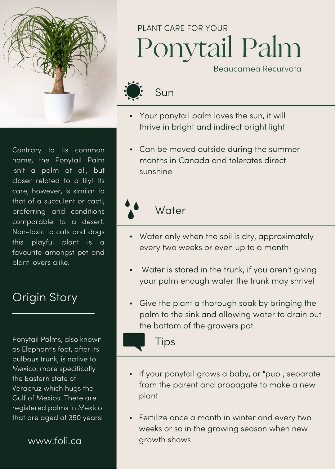 Ponytail palm toxic to dogs clearance