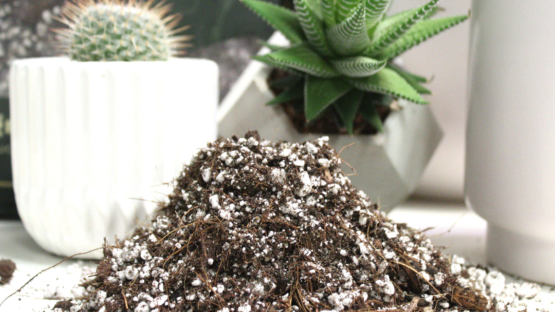 Premium Cactus Soil